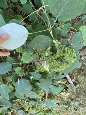 Silverleaf hydrangea(Hydrangea radiata)