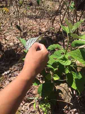 Silverleaf hydrangea(Hydrangea radiata)