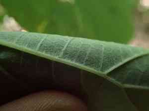 Silverleaf hydrangea(Hydrangea radiata)
