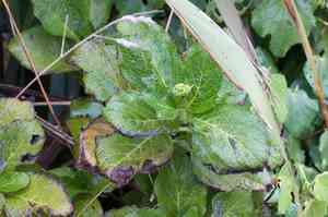 Hydrangeas (Hydrangea)(Hydrangea)