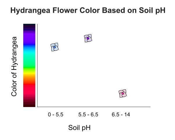 Hydrangeas (Hydrangea)