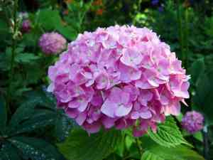 Hydrangeas (Hydrangea)(Hydrangea)