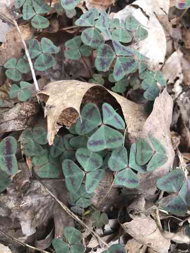 Goldenseal(Hydrastis canadensis)