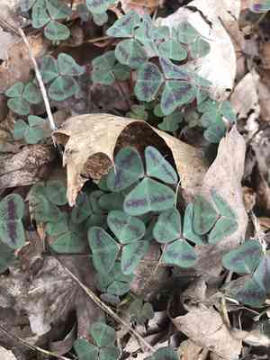 Goldenseal(Hydrastis canadensis)