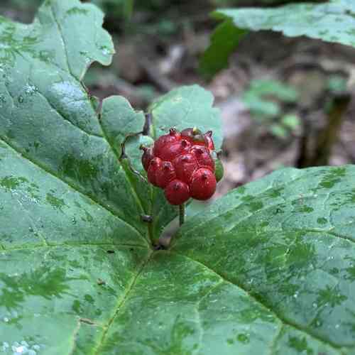 Goldenseal(Hydrastis canadensis)