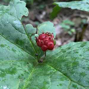 Goldenseal(Hydrastis canadensis)