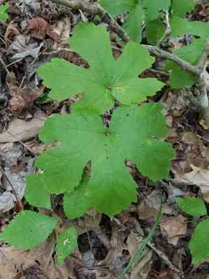 Goldenseal(Hydrastis canadensis)