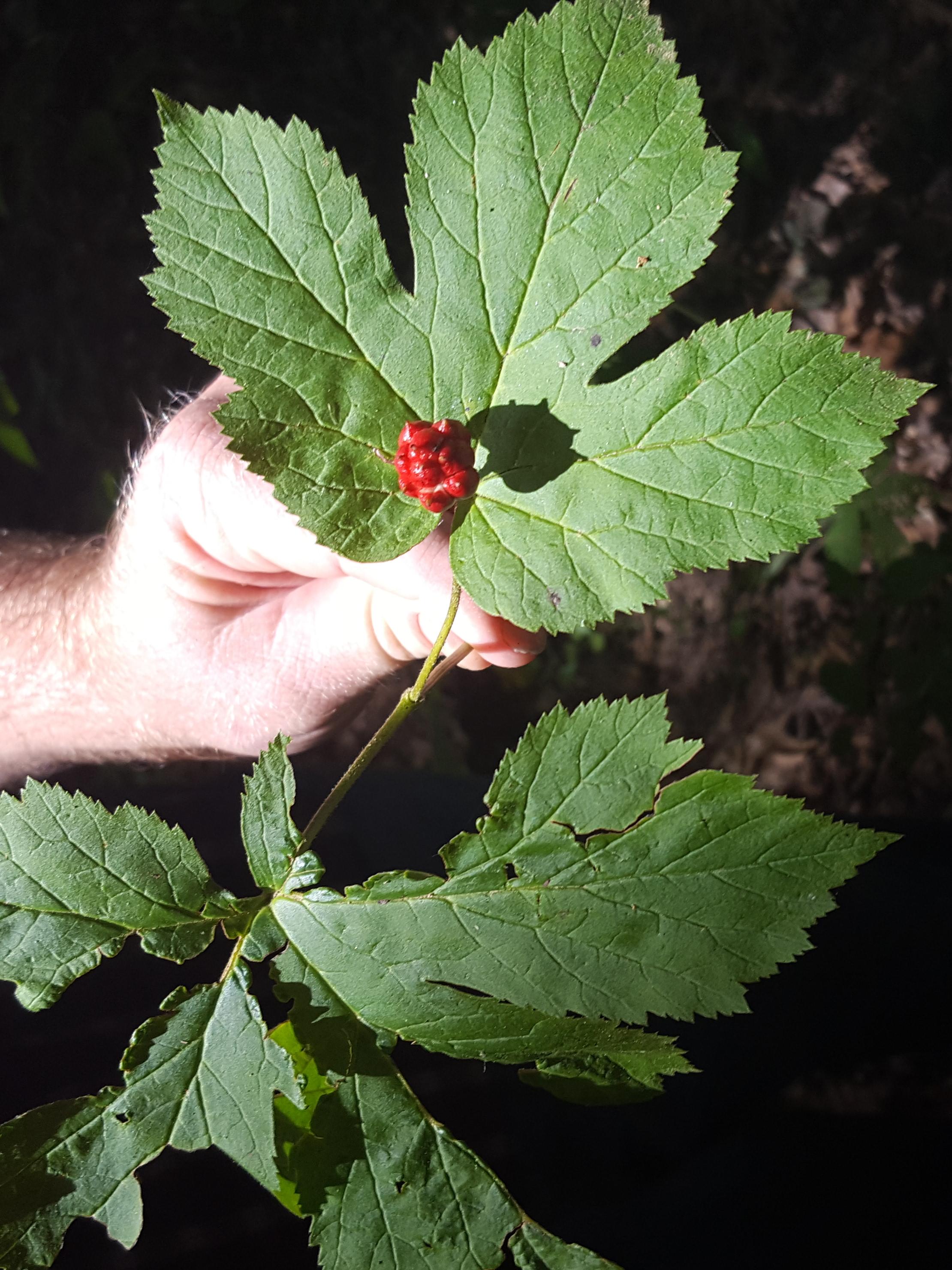 Goldenseal