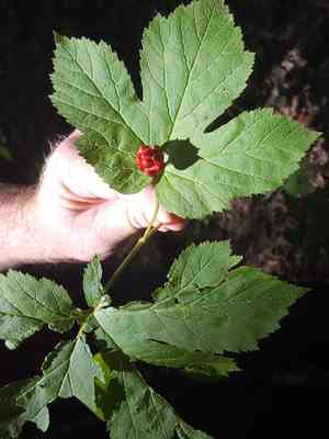 Goldenseal(Hydrastis canadensis)