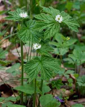 Hydrastis (Hydrastis)(Hydrastis)