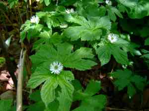 Hydrastis (Hydrastis)(Hydrastis)