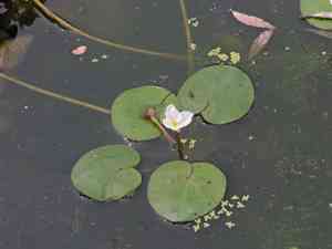 Frogbit(Hydrocharis dubia)