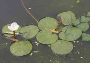 Frogbit(Hydrocharis dubia)