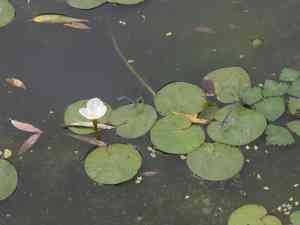 Frogbit(Hydrocharis dubia)