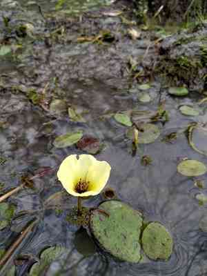 Water poppy(Hydrocleys nymphoides)