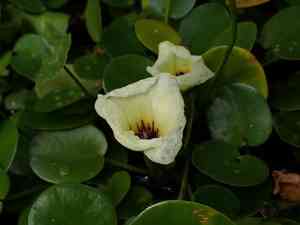 Water poppy(Hydrocleys nymphoides)