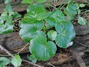 American marshpennywort(Hydrocotyle americana)
