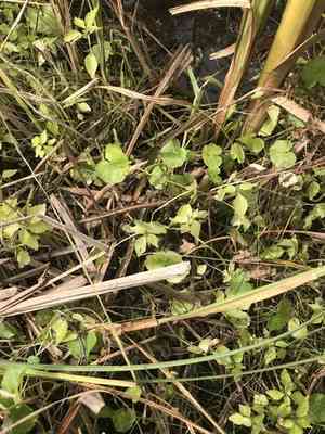 American marshpennywort(Hydrocotyle americana)