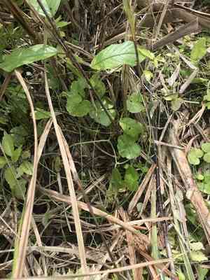 American marshpennywort(Hydrocotyle americana)