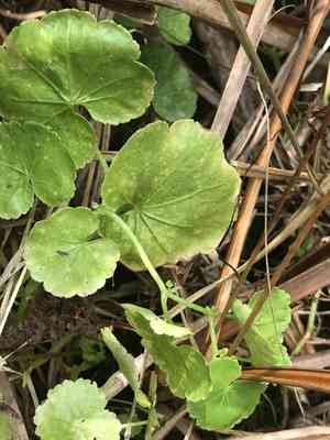 American marshpennywort(Hydrocotyle americana)