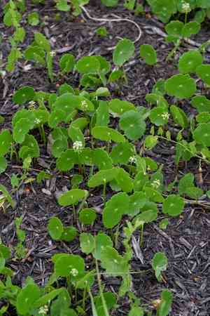 Whorled marshpennywort(Hydrocotyle prolifera)