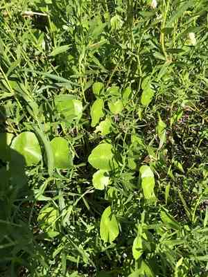 Whorled marshpennywort(Hydrocotyle prolifera)