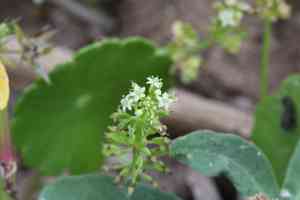 Whorled marshpennywort(Hydrocotyle prolifera)