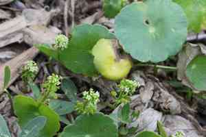Whorled marshpennywort(Hydrocotyle prolifera)