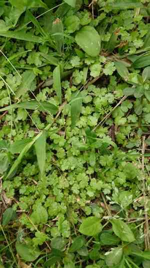 Lawn marshpennywort(Hydrocotyle sibthorpioides)