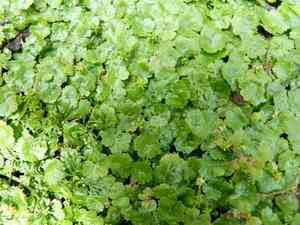 Lawn marshpennywort(Hydrocotyle sibthorpioides)