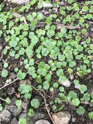 Lawn marshpennywort(Hydrocotyle sibthorpioides)