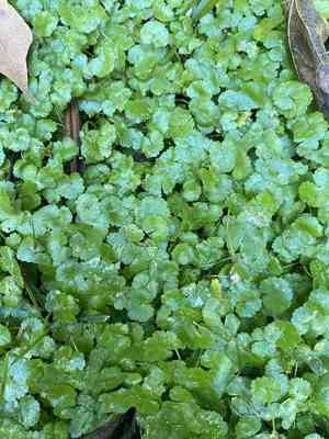 Lawn marshpennywort(Hydrocotyle sibthorpioides)