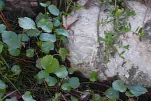 Water Pennywort (Hydrocotyle)(Hydrocotyle)