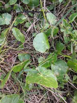 Water Pennywort (Hydrocotyle)(Hydrocotyle)