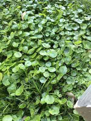 Water Pennywort (Hydrocotyle)(Hydrocotyle)