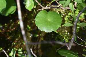 Water Pennywort (Hydrocotyle)(Hydrocotyle)