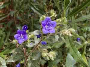 Spiny false fiddleleaf(Hydrolea spinosa)