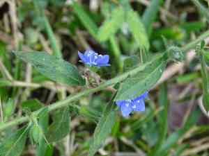 Spiny false fiddleleaf(Hydrolea spinosa)