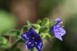 Spiny false fiddleleaf(Hydrolea spinosa)
