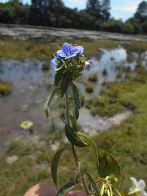 Spiny false fiddleleaf(Hydrolea spinosa)