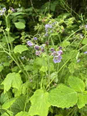 Great Waterleaf(Hydrophyllum appendiculatum)