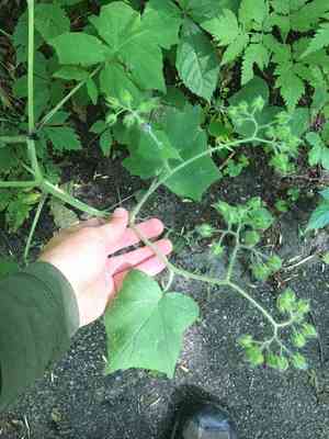 Great Waterleaf(Hydrophyllum appendiculatum)