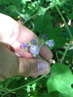 Great Waterleaf(Hydrophyllum appendiculatum)