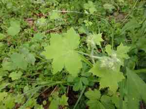Great Waterleaf(Hydrophyllum appendiculatum)