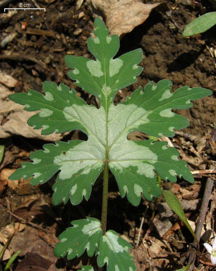 Broadleaf waterleaf (Hydrophyllum canadense) Care Guide: Pests ...