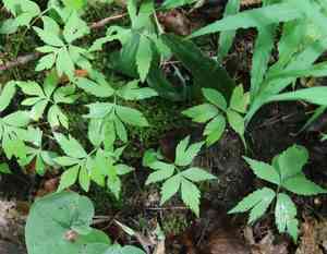 Virginia waterleaf(Hydrophyllum virginianum)