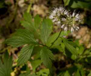 Virginia waterleaf(Hydrophyllum virginianum)