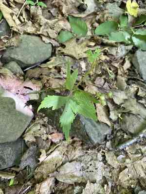Virginia waterleaf(Hydrophyllum virginianum)