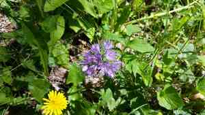 Virginia waterleaf(Hydrophyllum virginianum)