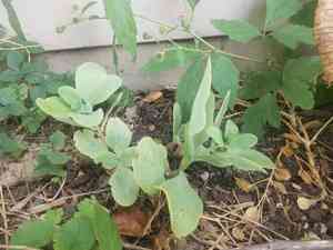 Garden stonecrop(Hylotelephium erythrostictum)
